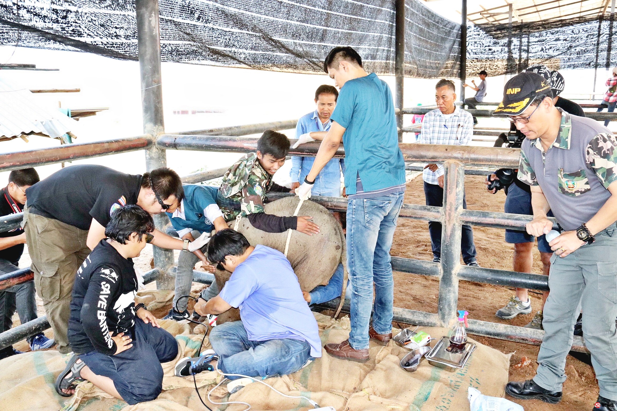 ระดมทุกความช่วยเหลือยื้อชีวิต “พังใบตอง” ลูกช้างป่าถูกบ่วงสลิงชาวบ้านรัดขาใกล้ขาด