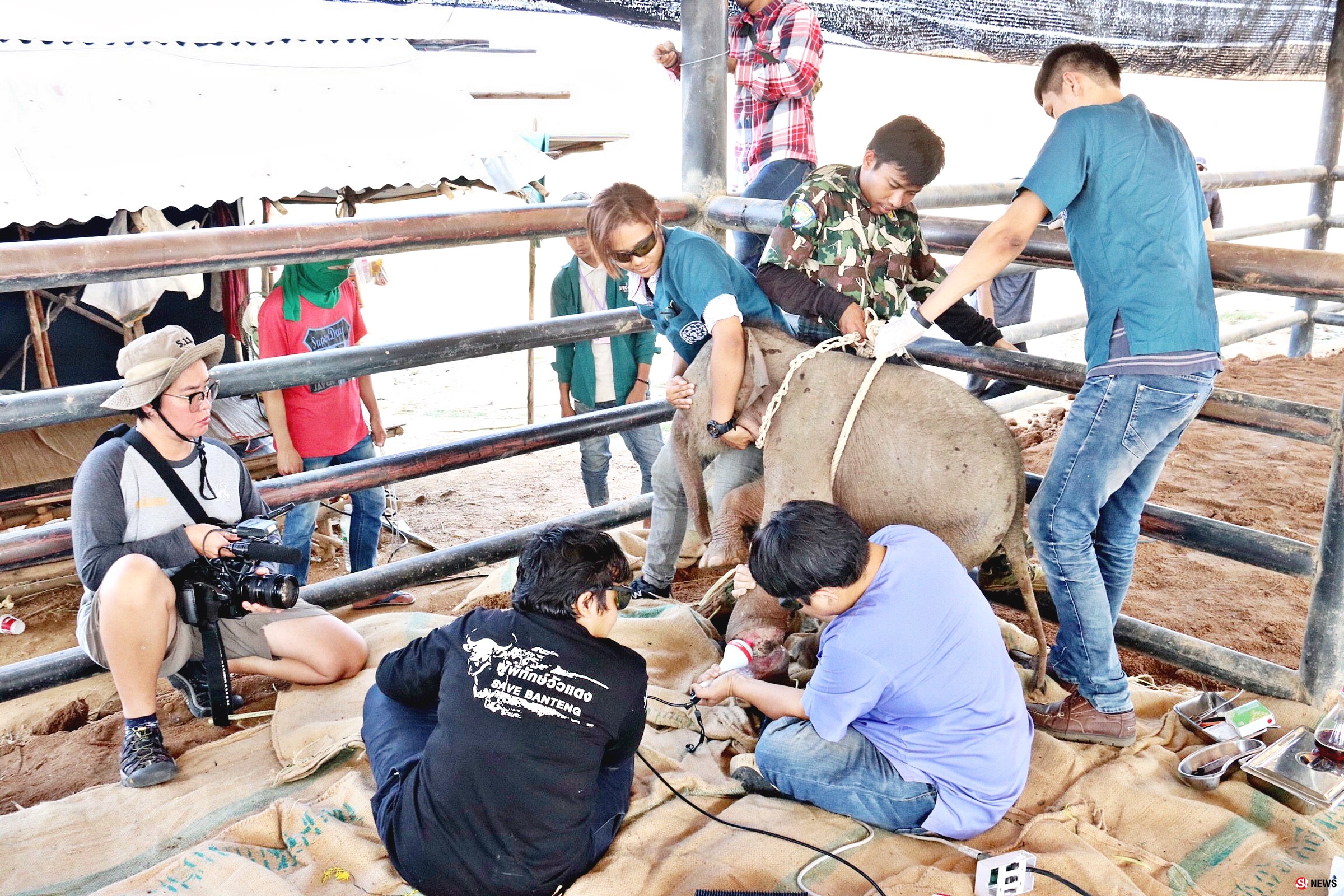 ระดมทุกความช่วยเหลือยื้อชีวิต “พังใบตอง” ลูกช้างป่าถูกบ่วงสลิงชาวบ้านรัดขาใกล้ขาด