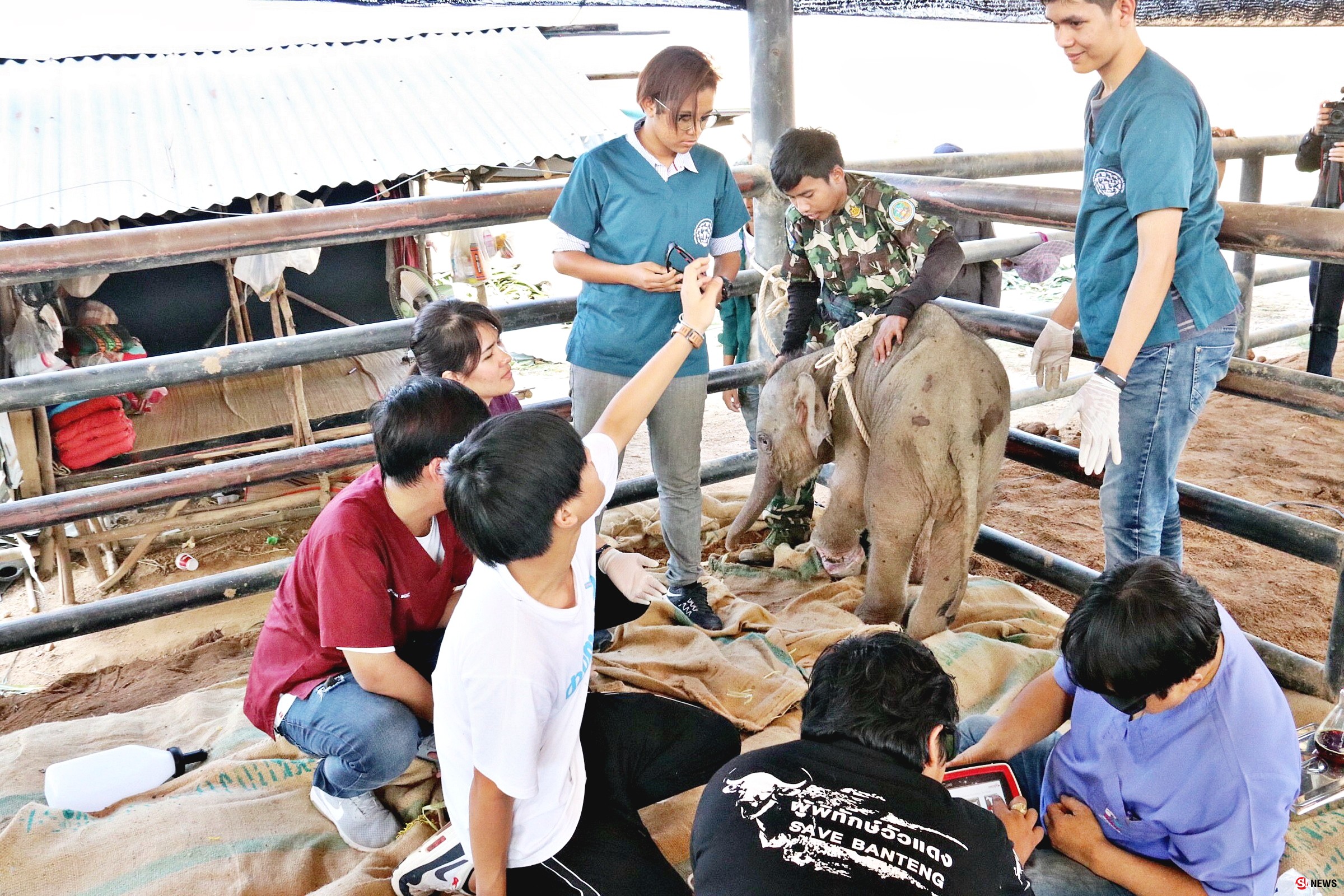 ระดมทุกความช่วยเหลือยื้อชีวิต “พังใบตอง” ลูกช้างป่าถูกบ่วงสลิงชาวบ้านรัดขาใกล้ขาด