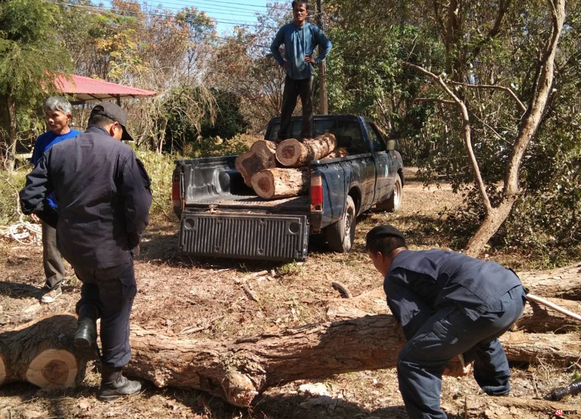 บึงกาฬ ลอบตัดไม้พะยูงข้างทาง นรข.ตรวจยึดเตรียมลงเรือส่งขายข้ามประเทศ