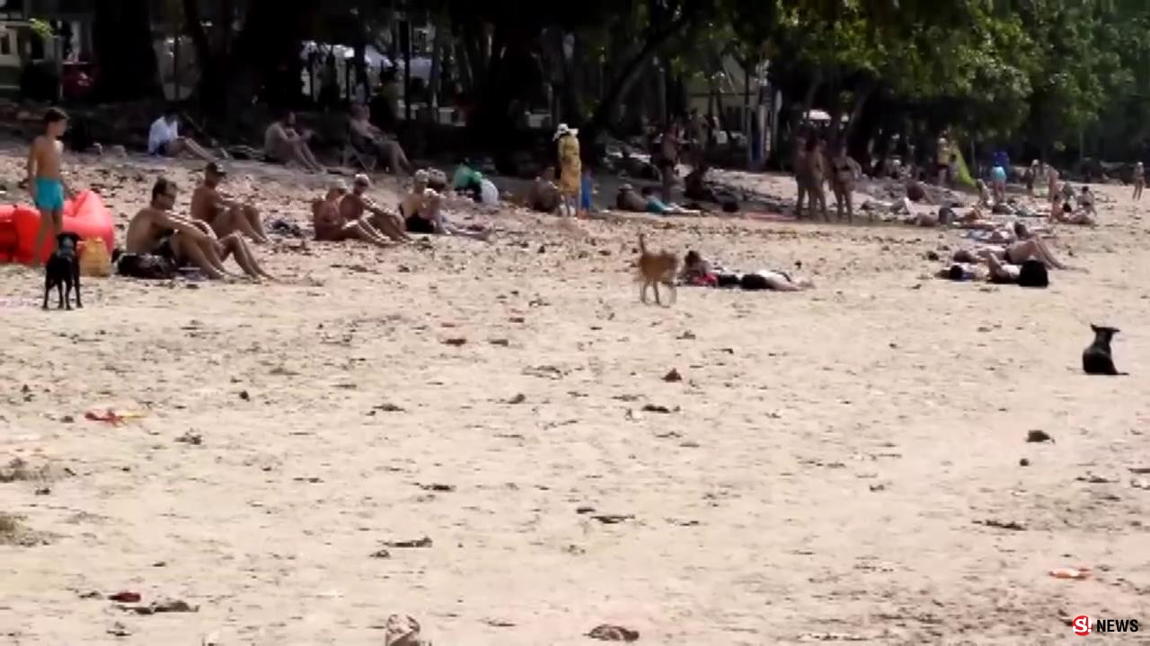 ชาวบ้านแจ้งจับหมา! หลังมีกลุ่มสุนัขจรจัดบุก “หาดอ่าวนาง” กัด นทท.จีนบาดเจ็บ