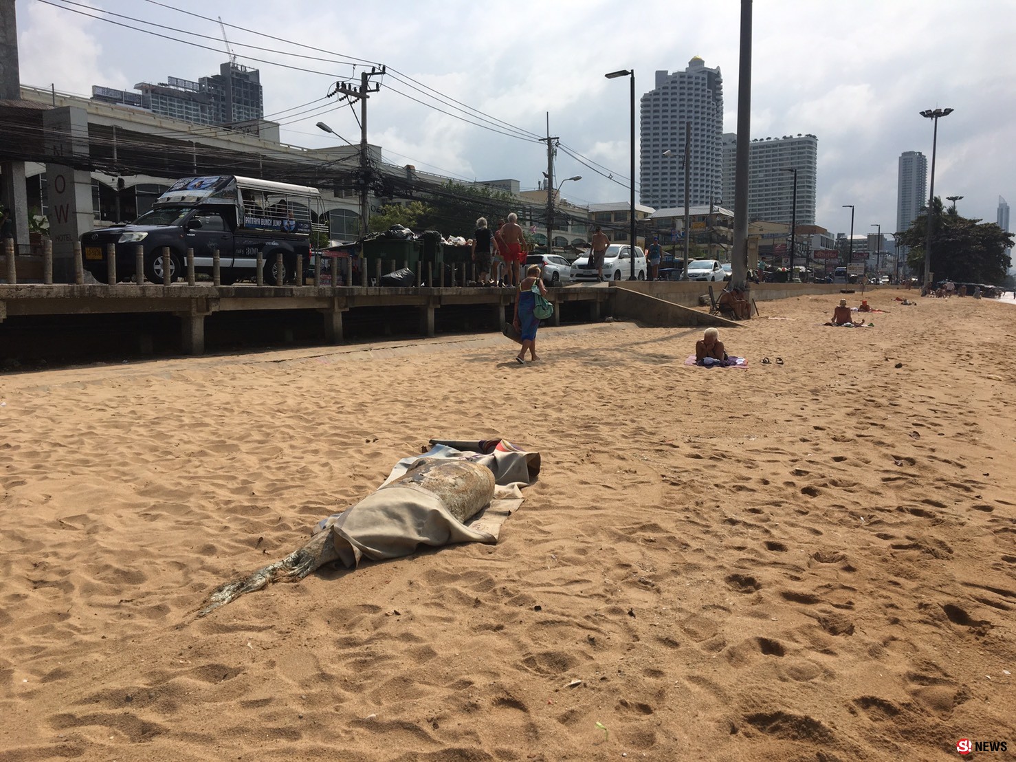 พบซากปลาโลมานอนตายเกยหาดจอมเทียนพัทยา 