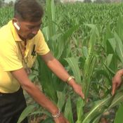 เพชรบูรณ์ หนอนระบาดแปลงข้าวโพดเสียหายแล้วกว่า 200 ไร่