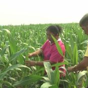 เพชรบูรณ์ หนอนระบาดแปลงข้าวโพดเสียหายแล้วกว่า 200 ไร่