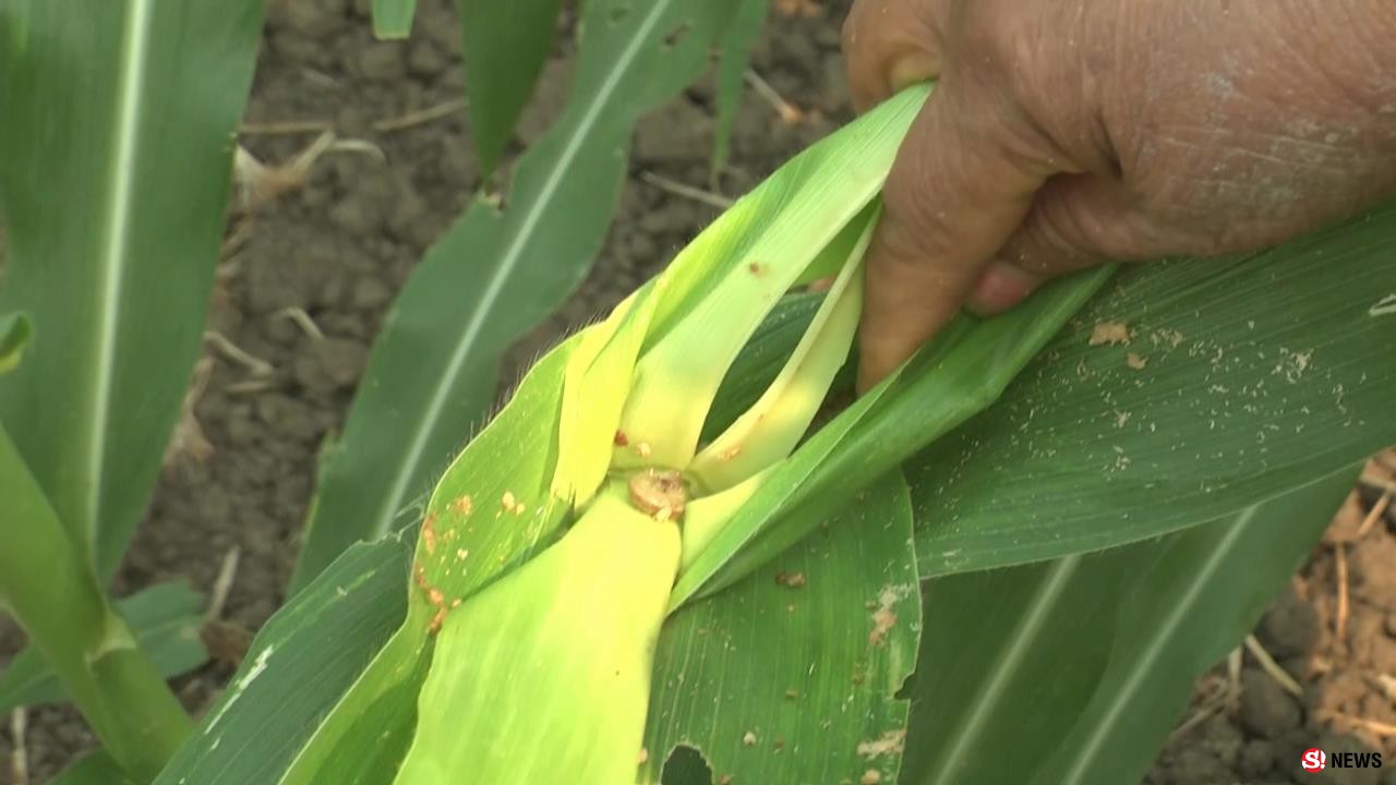 เพชรบูรณ์ หนอนระบาดแปลงข้าวโพดเสียหายแล้วกว่า 200 ไร่