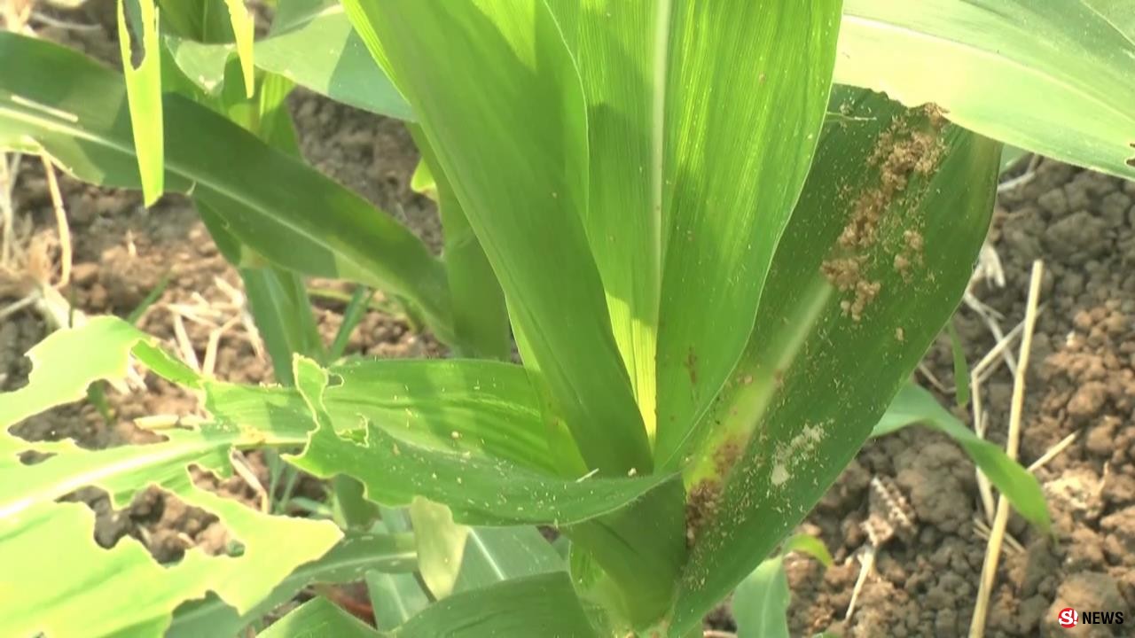 เพชรบูรณ์ หนอนระบาดแปลงข้าวโพดเสียหายแล้วกว่า 200 ไร่