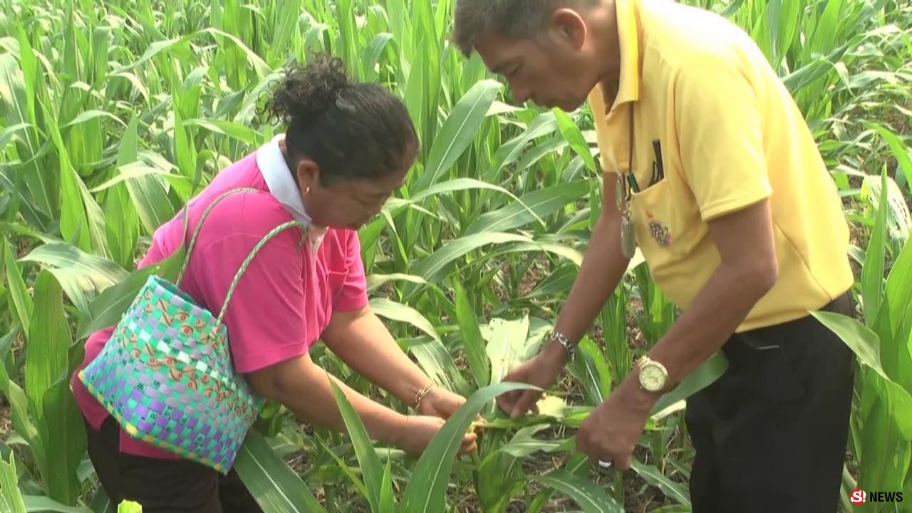 เพชรบูรณ์ หนอนระบาดแปลงข้าวโพดเสียหายแล้วกว่า 200 ไร่