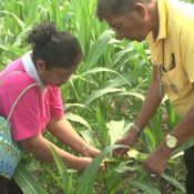 เพชรบูรณ์ หนอนระบาดแปลงข้าวโพดเสียหายแล้วกว่า 200 ไร่