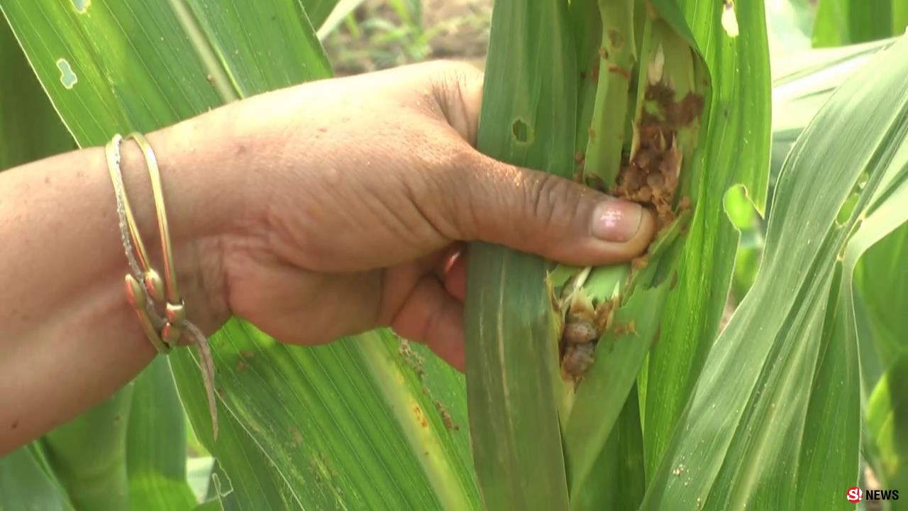 เพชรบูรณ์ หนอนระบาดแปลงข้าวโพดเสียหายแล้วกว่า 200 ไร่