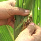 เพชรบูรณ์ หนอนระบาดแปลงข้าวโพดเสียหายแล้วกว่า 200 ไร่