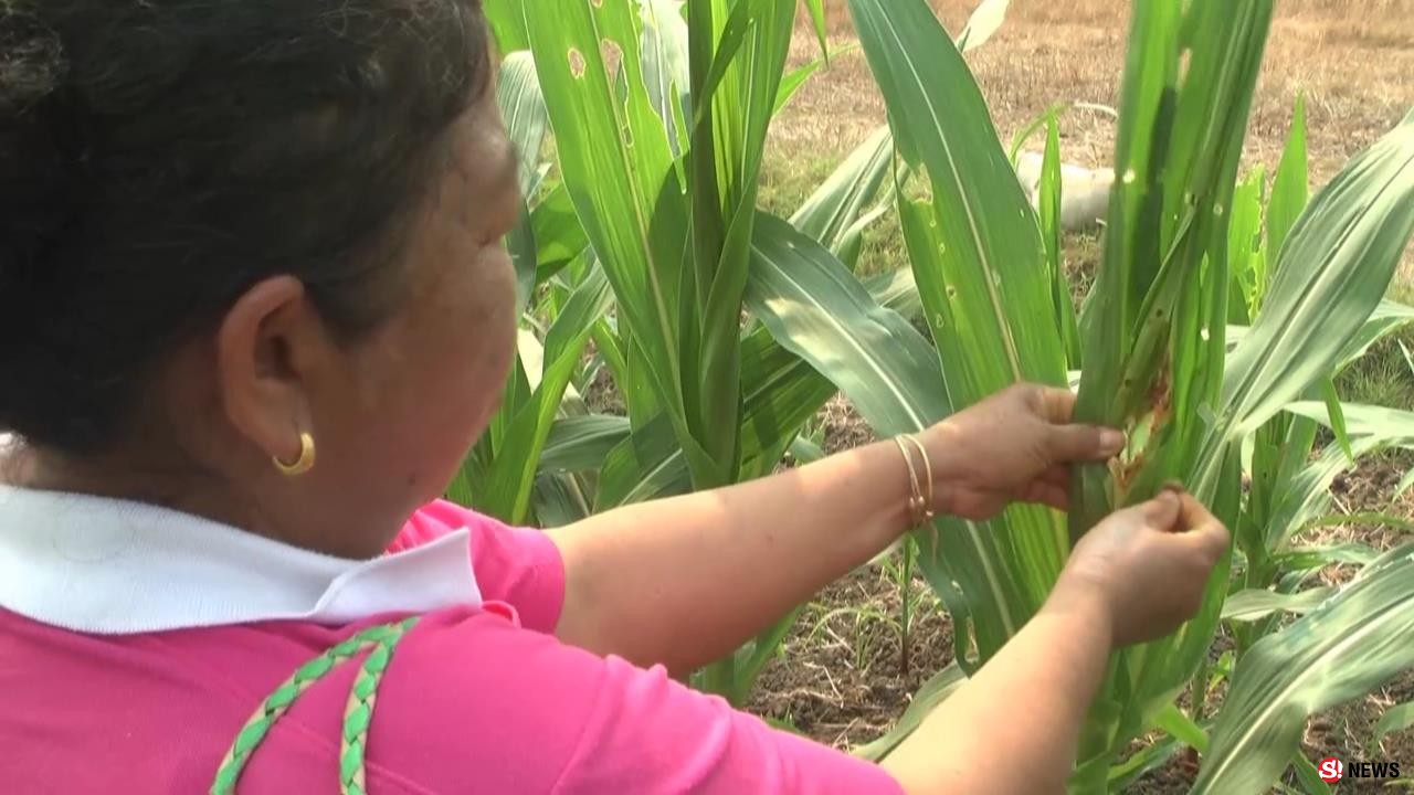 เพชรบูรณ์ หนอนระบาดแปลงข้าวโพดเสียหายแล้วกว่า 200 ไร่