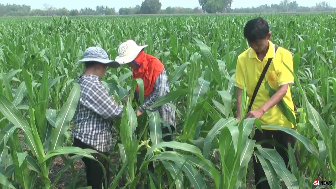 เพชรบูรณ์ หนอนระบาดแปลงข้าวโพดเสียหายแล้วกว่า 200 ไร่