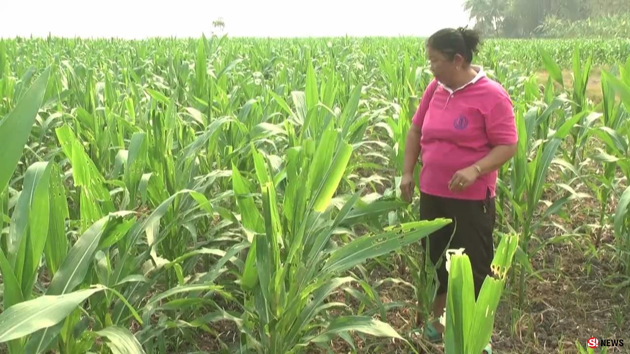 เพชรบูรณ์ หนอนระบาดแปลงข้าวโพดเสียหายแล้วกว่า 200 ไร่