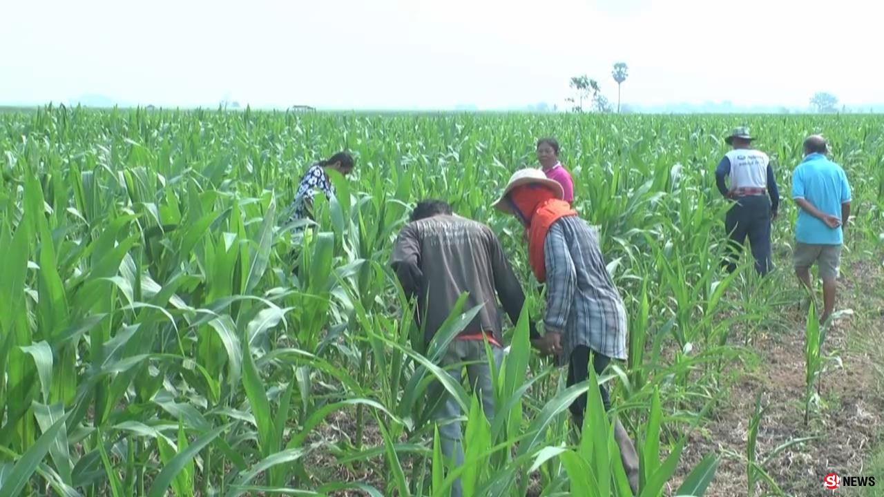 เพชรบูรณ์ หนอนระบาดแปลงข้าวโพดเสียหายแล้วกว่า 200 ไร่