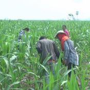 เพชรบูรณ์ หนอนระบาดแปลงข้าวโพดเสียหายแล้วกว่า 200 ไร่