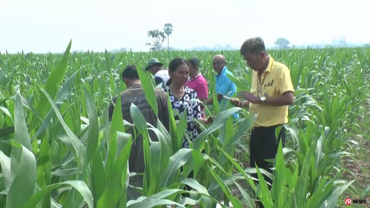 เพชรบูรณ์ หนอนระบาดแปลงข้าวโพดเสียหายแล้วกว่า 200 ไร่