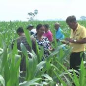 เพชรบูรณ์ หนอนระบาดแปลงข้าวโพดเสียหายแล้วกว่า 200 ไร่