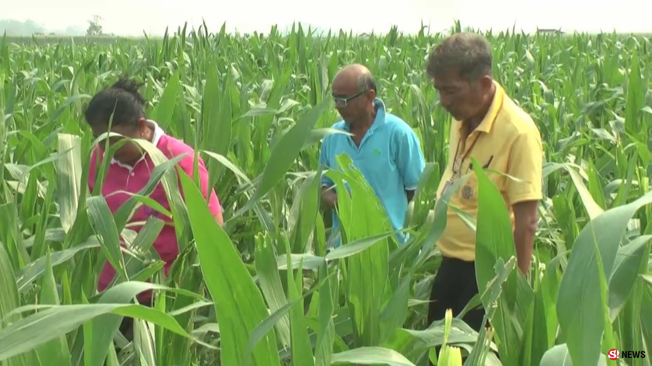 เพชรบูรณ์ หนอนระบาดแปลงข้าวโพดเสียหายแล้วกว่า 200 ไร่