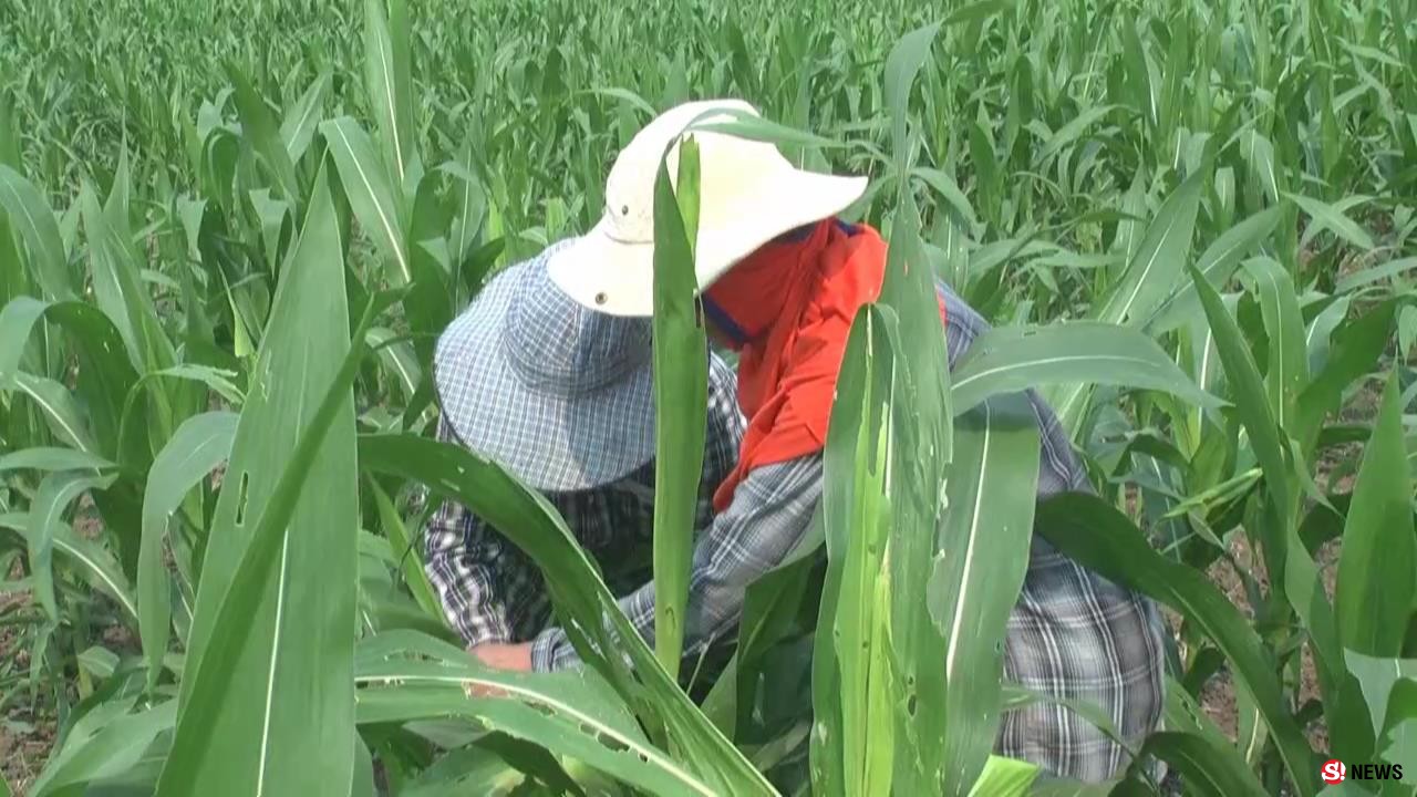 เพชรบูรณ์ หนอนระบาดแปลงข้าวโพดเสียหายแล้วกว่า 200 ไร่