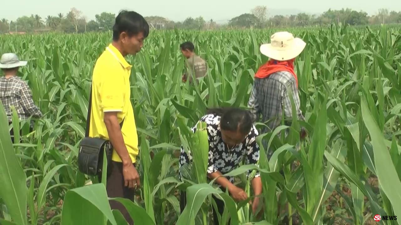 เพชรบูรณ์ หนอนระบาดแปลงข้าวโพดเสียหายแล้วกว่า 200 ไร่