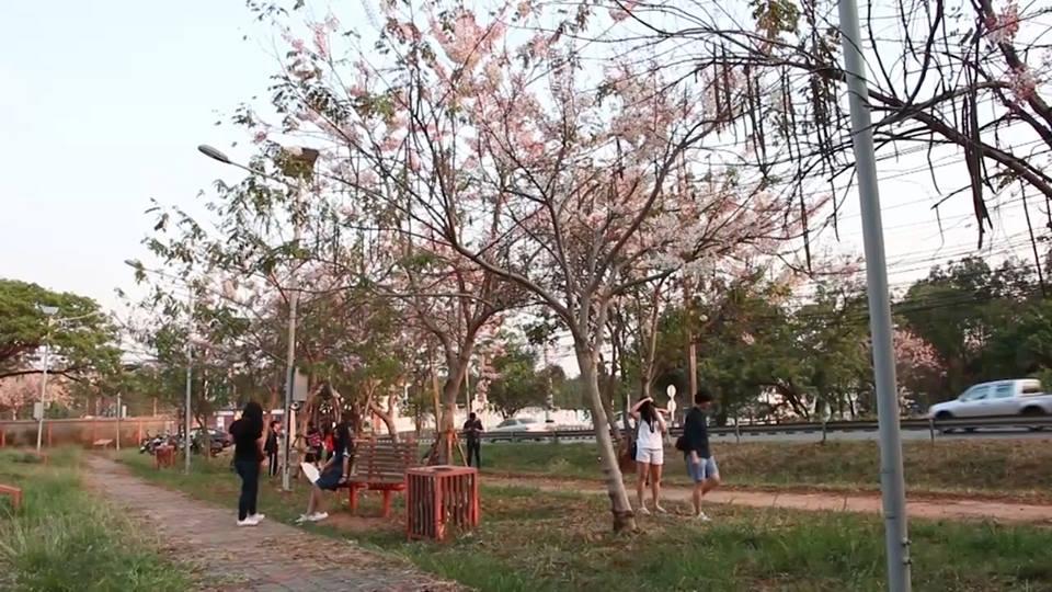 ดอกซากุระอีสาน ม.ขอนแก่น
