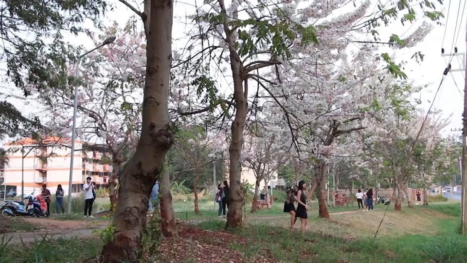 ดอกซากุระอีสาน ม.ขอนแก่น
