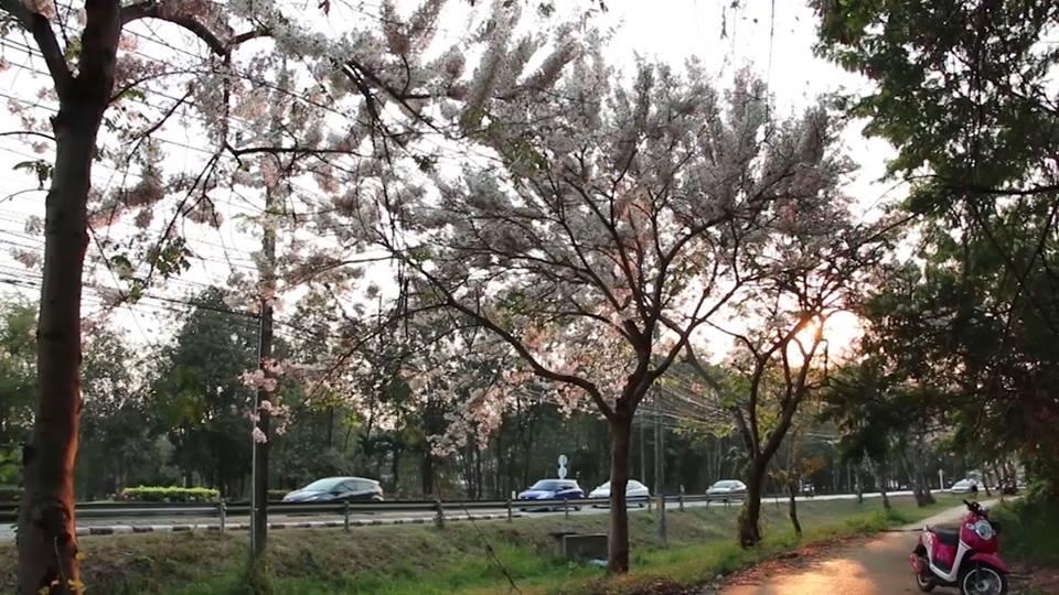 ดอกซากุระอีสาน ม.ขอนแก่น