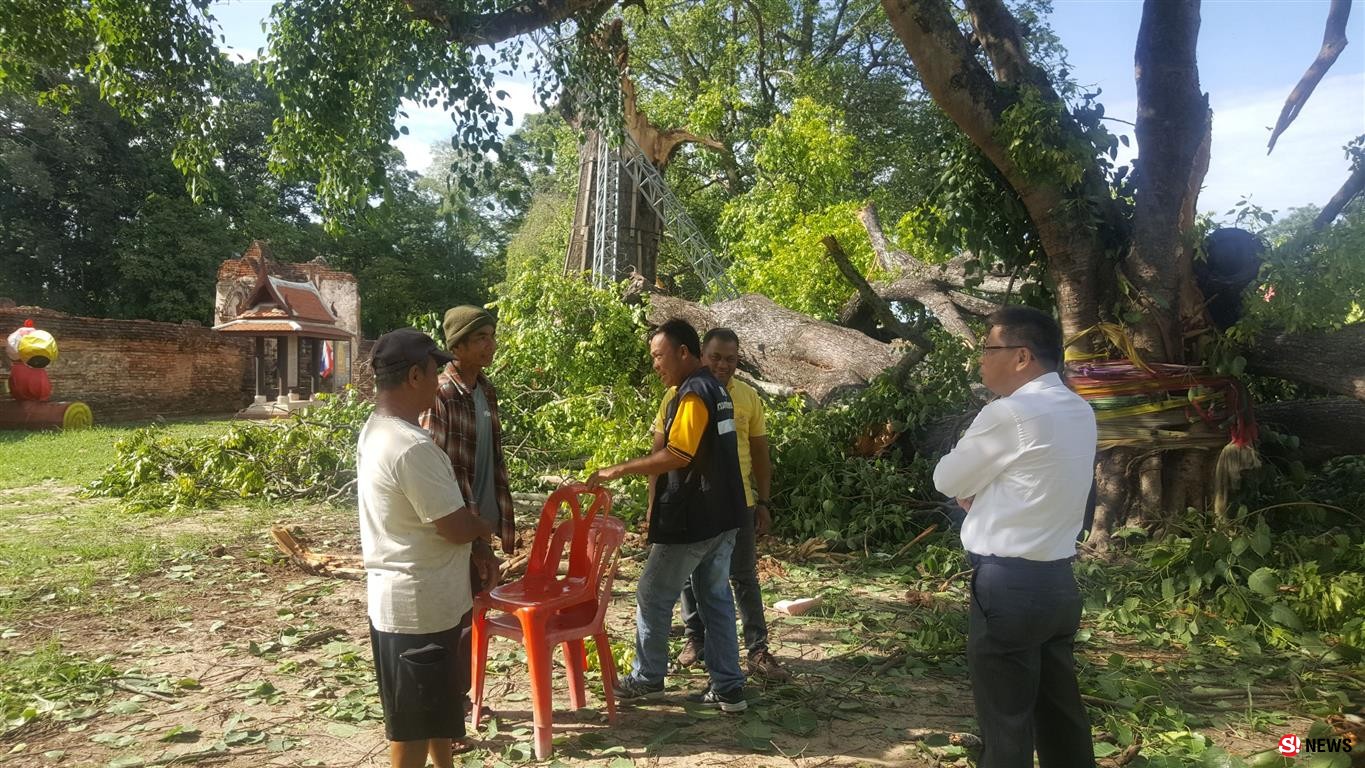 พิจิตรลมพายุพัดต้นตะเคียนอายุกว่า300ปี วัดพระเจ้าเสือหักโค่น