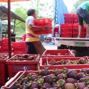 ชาวสวนมังคุดได้เฮ สตก.พังงา ตั้งจุดรับซื้อมังคุดส่งผลราคามังคุดปรับสูงขึ้นกิโลกรัมละกว่า 20 บาท