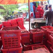 ชาวสวนมังคุดได้เฮ สตก.พังงา ตั้งจุดรับซื้อมังคุดส่งผลราคามังคุดปรับสูงขึ้นกิโลกรัมละกว่า 20 บาท