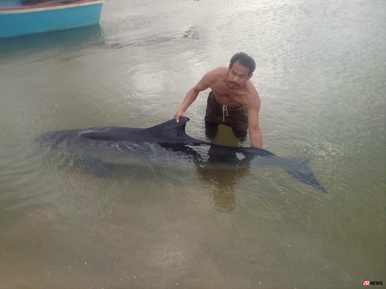 พบวาฬหัวทุย 2 ตัวเกยตื้นชายหาดบ้านในไร่ อ.ท้ายเหมือง คาดถูกคลื่นลมแรงซัดหลงฝูงและบาดเจ็บ