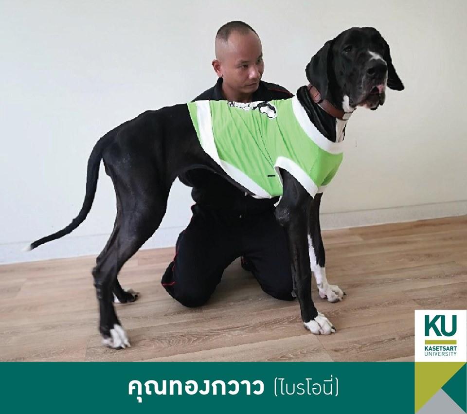 คุณทองกวาว