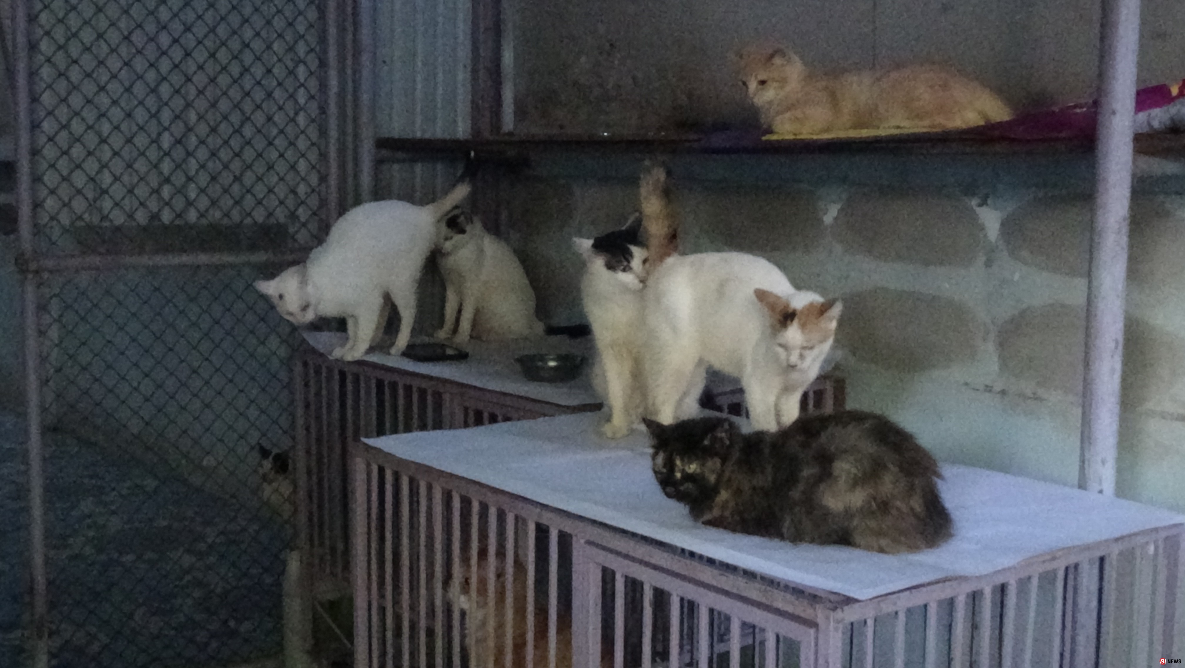 สตูลผู้เลี้ยงแมวกว่า80ตัวในบ้านวอนขอความเป็นเมตตาและหาทางออกกรณีถูกร้องเรียนเหม็นขี้แมวส่งกลิ่นเหม็น