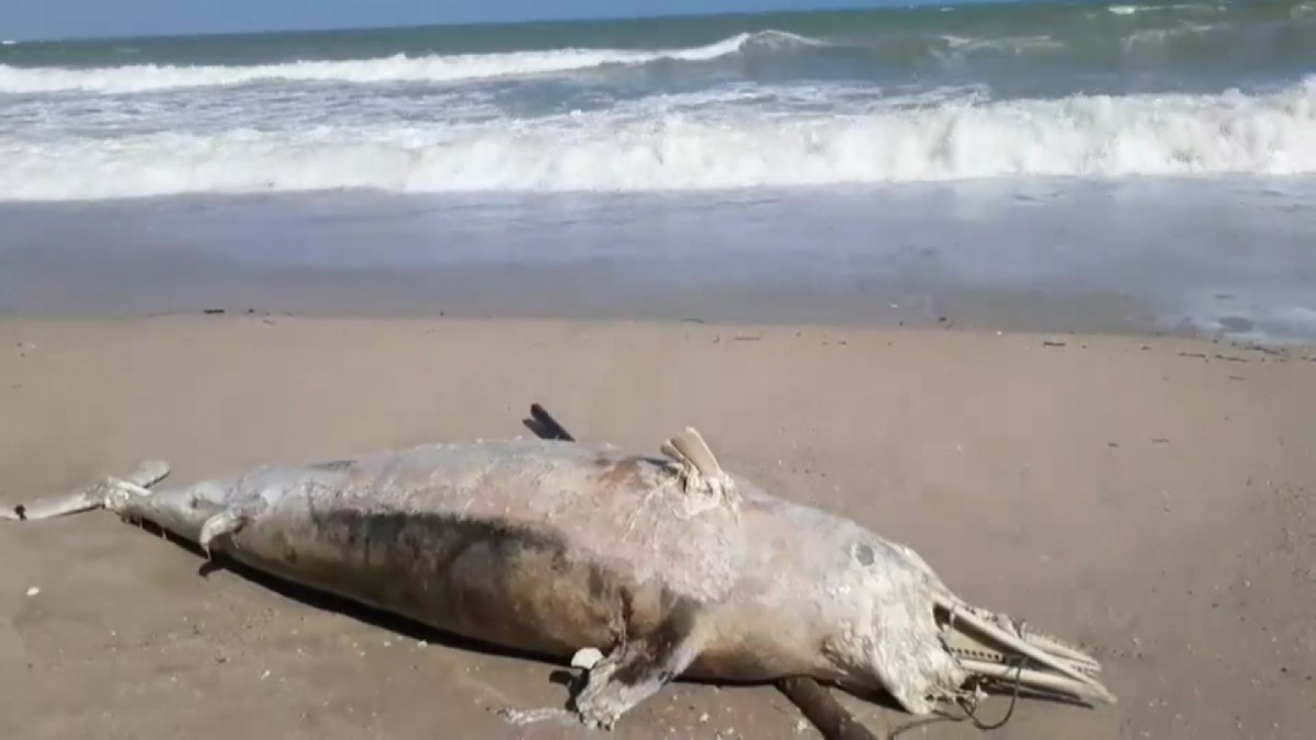 1 สลดโลมาสีชมพูตยเกยหาดขนอม