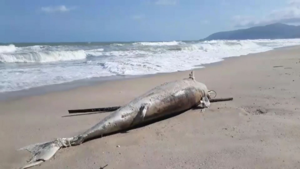 1 สลดโลมาสีชมพูตยเกยหาดขนอม