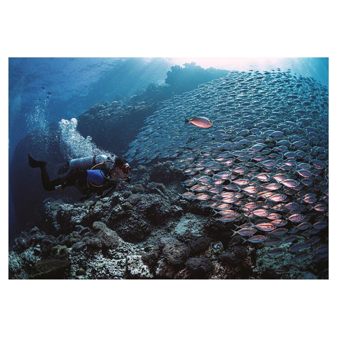 เวียร์ เบลล่า