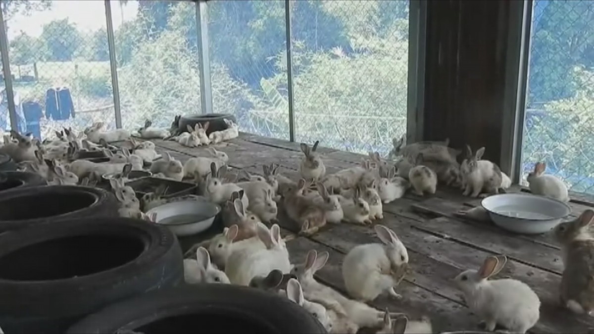 โยมนำกระต่ายกว่า300ตัวถวายวัด ให้คนอยากเลี้ยงนำไปดูแลต่อ