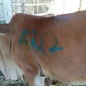 เกษตรกรปิ๊งไอเดียหวังป้องกัน ลัมปีสกิน ซื้อสีมาพ่นคำว่า แมว บนตัววัวแก้เคล็ด