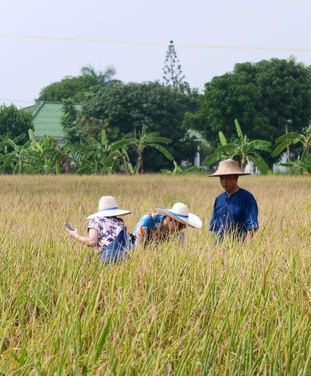 ซี เอมี่