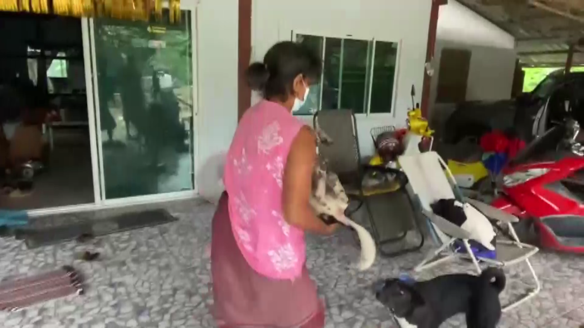 1-วอชด๊อกไทยแลนด์แจ้งความจับลุงวัย 79 ปีหลังตีสุนัขวัย 5 เดือนปางตายเหตุย่องกัดไก่คาเล้า ก่