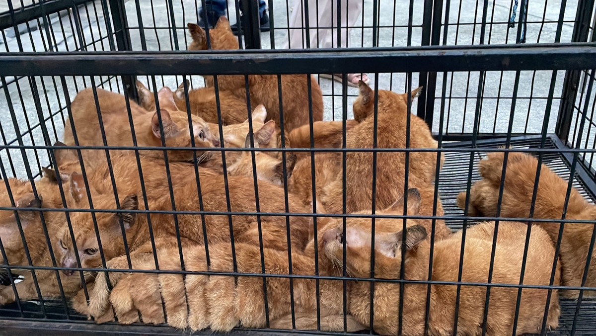 1-วอชด็อกไทยแลนด์ บุกช่วยแมว เกือบ 20 ตัว ที่ถูกขับไว้ในบ้านนานนับเดือน