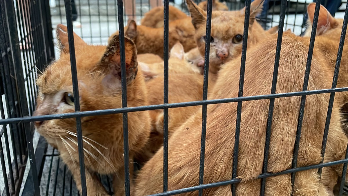 1-วอชด็อกไทยแลนด์ บุกช่วยแมว เกือบ 20 ตัว ที่ถูกขับไว้ในบ้านนานนับเดือน