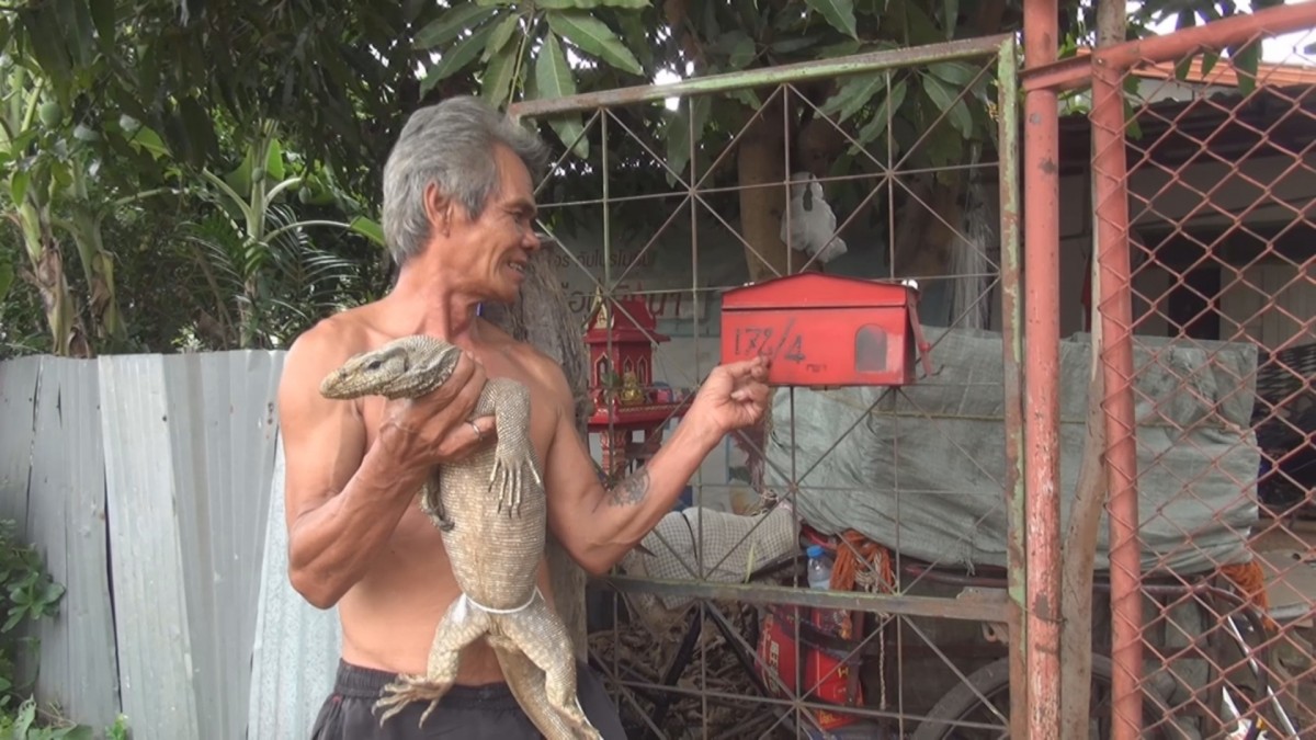 เชื่อมาให้โชคลุงวัย 66 วิ่งไล่จับตะกวดเข้าห้องนอนมาลูบแป้งขอเลขเด็ด