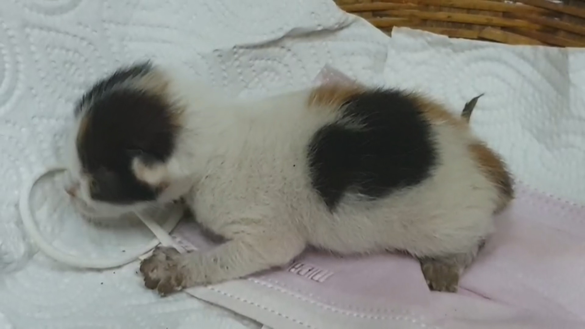 ลูกแมวให้โชคติดอยู่ในตัวรถ