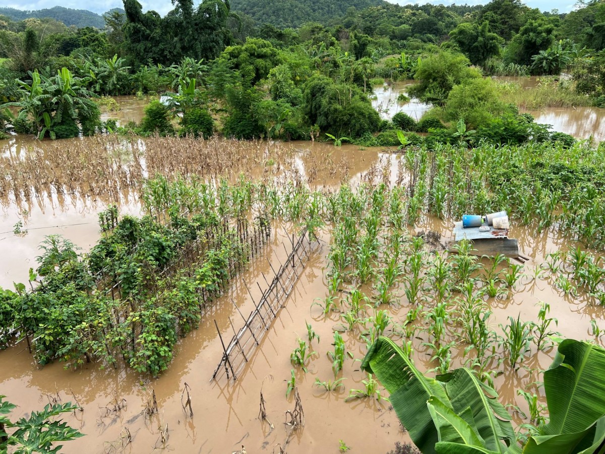 พิษมู่หลานน้ำท่วมหนัก