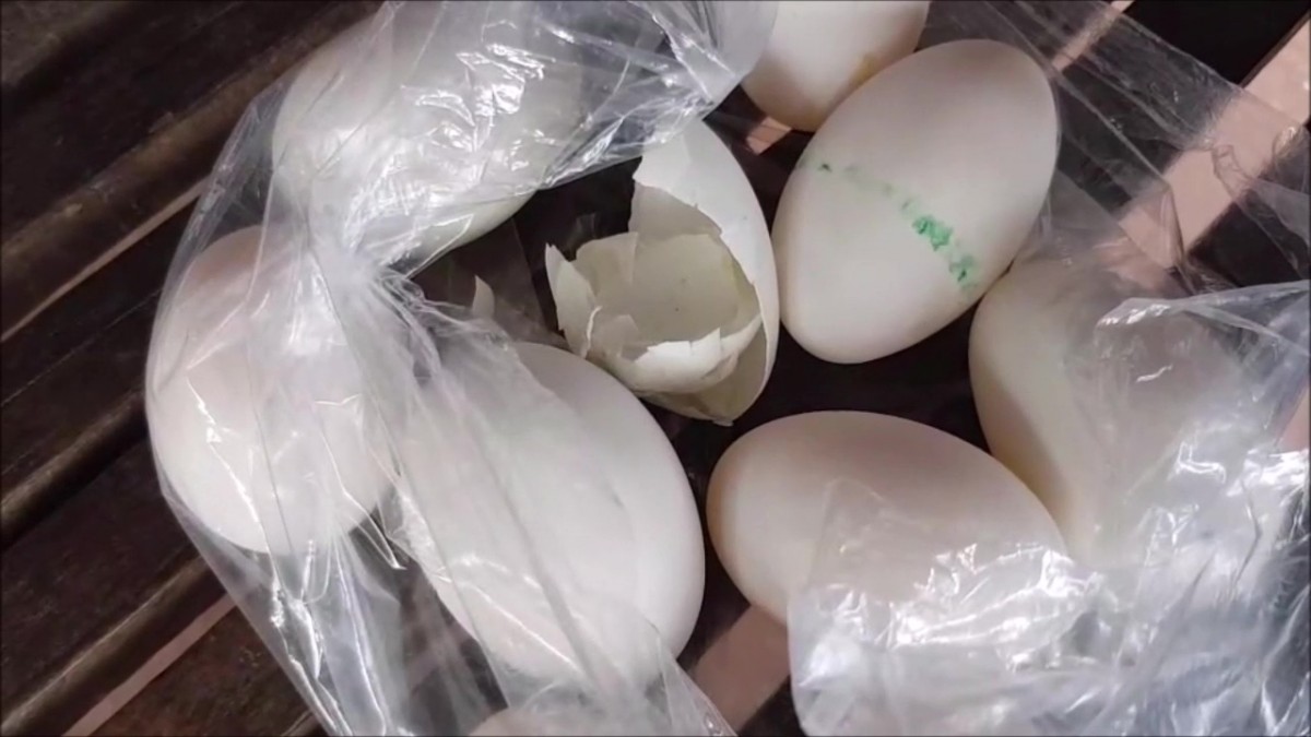 อุดรธานี  อุดรชาวบ้านโอดไข่ยิ่งแพงมาเจอไข่เป็ดราคาถูกสงสัยจะปลอมเหมือนเจาะรูผสมแป้ง