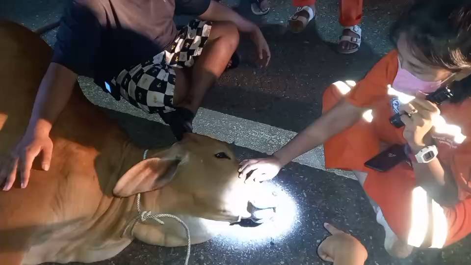 วัวสะดุ้งประกันปวดหัวกระบะป้ายแดงชนเต็มลำ @ ธานนท์ ตรีพลอักษร ระยอง