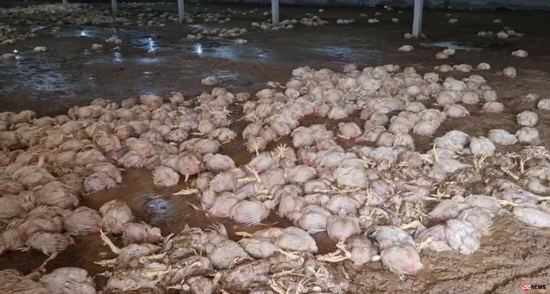 080965ระยอง น้ำยังคงระดับสูง ไก่ตายยกฟาร์ม