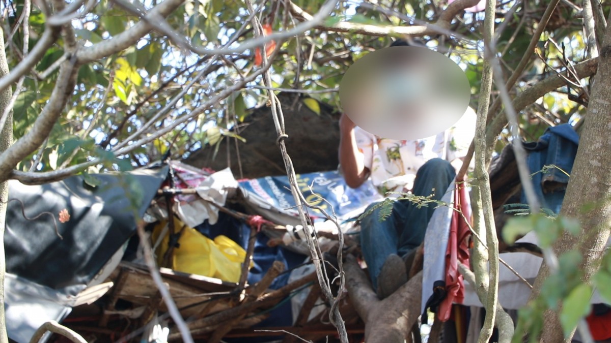 ทาซานในเมือง ช่างแอร์ทำห้างพักอาศัยอยู่บนต้นไม้ 3 ปีเจอพิษโควิดไม่มีค่าเช่าบ้าน