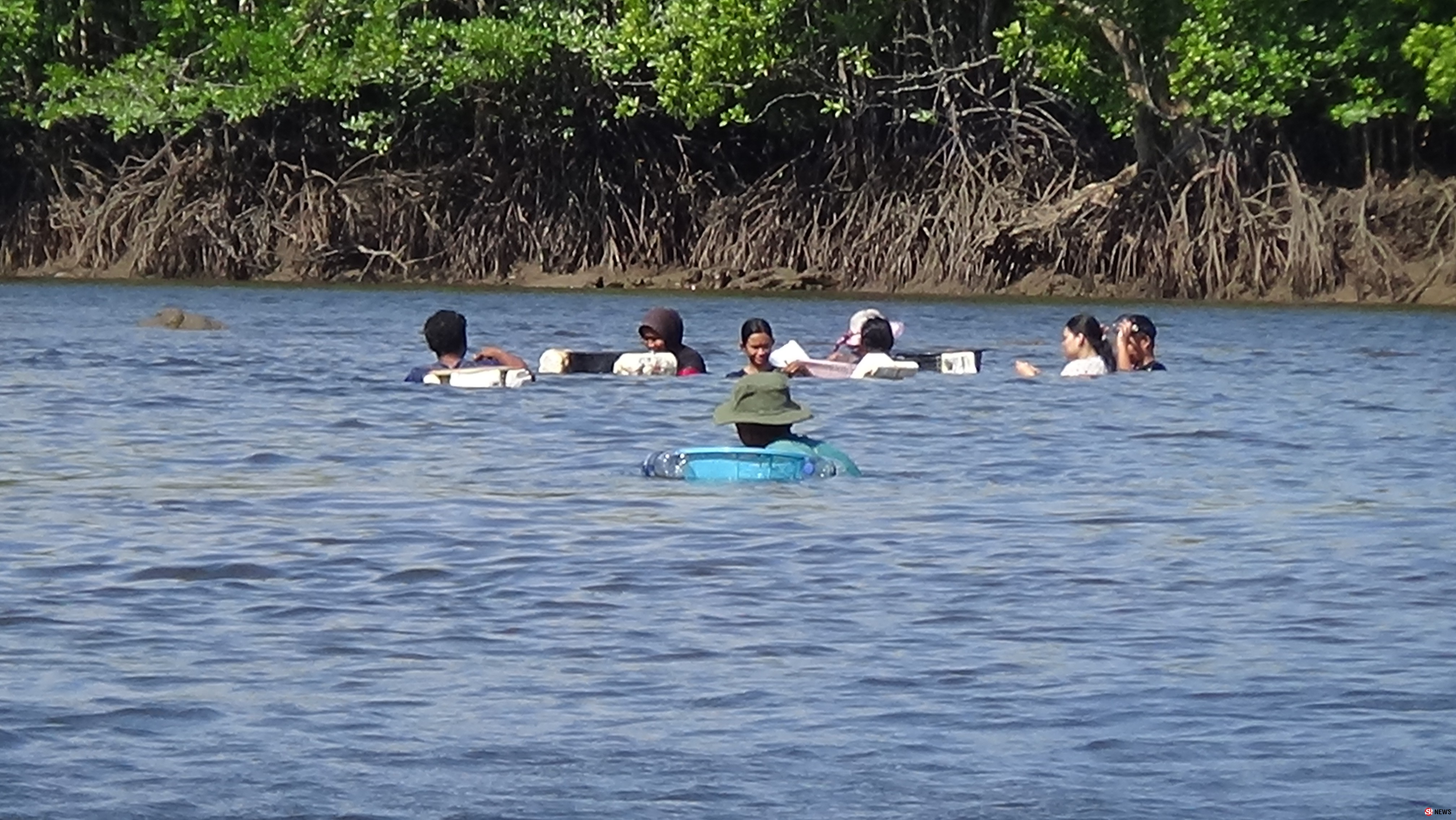 สตูลชาวบ้านนับร้อยหาสาหร่ายลาโตดในคลองสร้างรายได้ในท้องถิ่นปีละกว่า2ล้าน